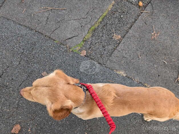 Beautiful, lovely, ginger cockapoo boy for sale in Gloucester, Gloucestershire - Image 5