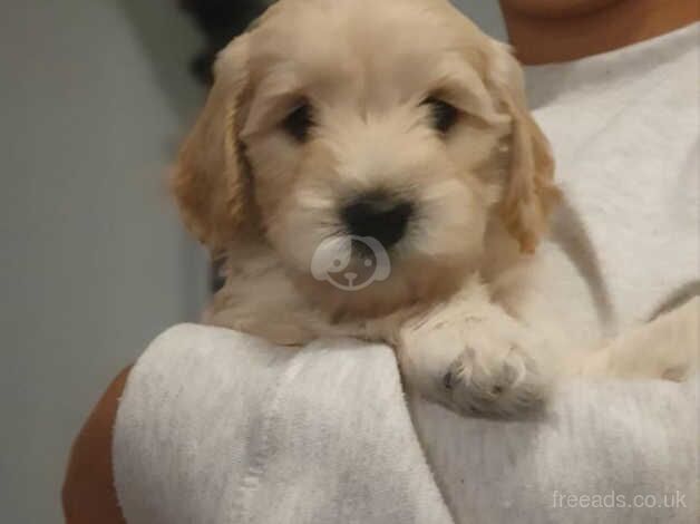 Beautiful male cockapoo puppies for sale in Slough, Powys