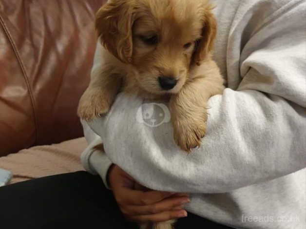 Beautiful male cockapoo puppies for sale in Slough, Powys - Image 2