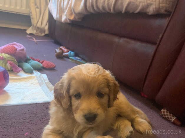 Beautiful male cockapoo puppies for sale in Slough, Powys - Image 3