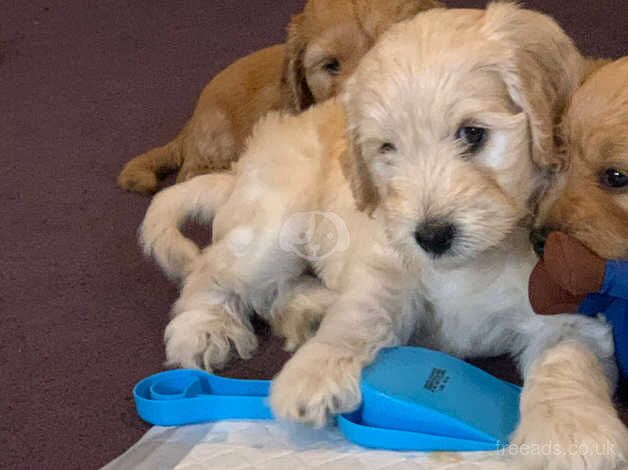 Beautiful male cockapoo puppies for sale in Slough, Powys - Image 4