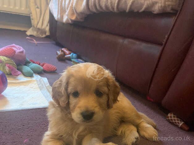 Beautiful male cockapoo puppies for sale in Slough, Powys - Image 5