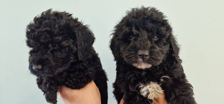 Beautiful Miniature Cockapoo Puppies F1b for sale in Aberdeen, City of Aberdeen