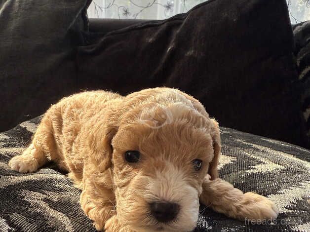 Cockapoo Puppies for sale in Somerset