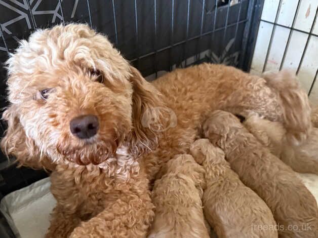 Cockapoo Puppies for sale