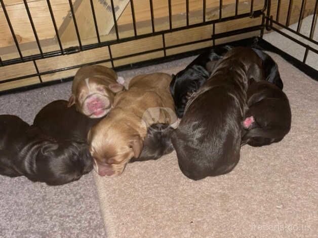 Beautiful mix colour cockapoos for sale in Witham, Essex