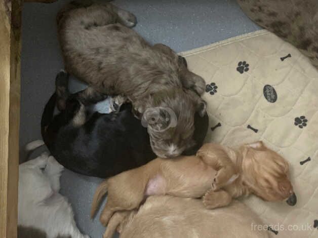 Beautiful, playful Cockapoo Puppies for sale in Waltham Chase, Hampshire - Image 1