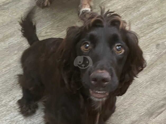 Beautiful, playful Cockapoo Puppies for sale in Waltham Chase, Hampshire - Image 2