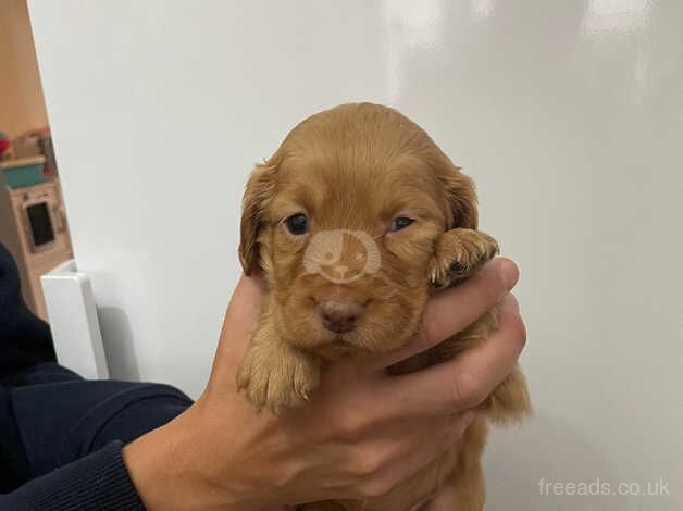 Beautiful, playful Cockapoo Puppies for sale in Waltham Chase, Hampshire - Image 3