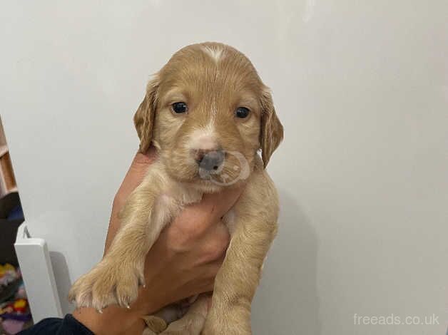 Beautiful, playful Cockapoo Puppies for sale in Waltham Chase, Hampshire - Image 4