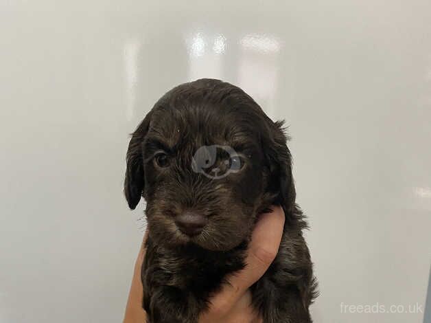 Beautiful, playful Cockapoo Puppies for sale in Waltham Chase, Hampshire - Image 5