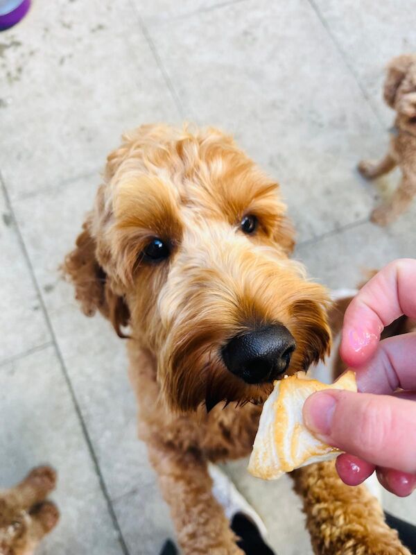 Beautiful red cockapoo for sale in Northwich, Cheshire 