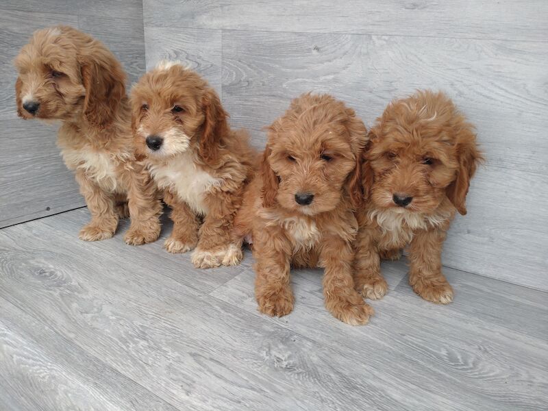 Cockapoo Puppies for sale in Swansea