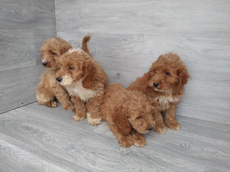 Beautiful red F1 boys and girls ready now for sale in Cwmdu, Swansea - Image 4