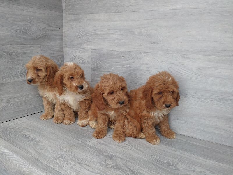 Beautiful red F1 boys and girls ready now for sale in Cwmdu, Swansea - Image 2