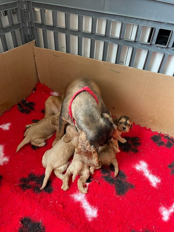 Cockapoos for sale in Stoke-on-Trent, Staffordshire