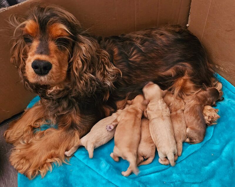 Cockapoo Puppies for sale in Staffordshire