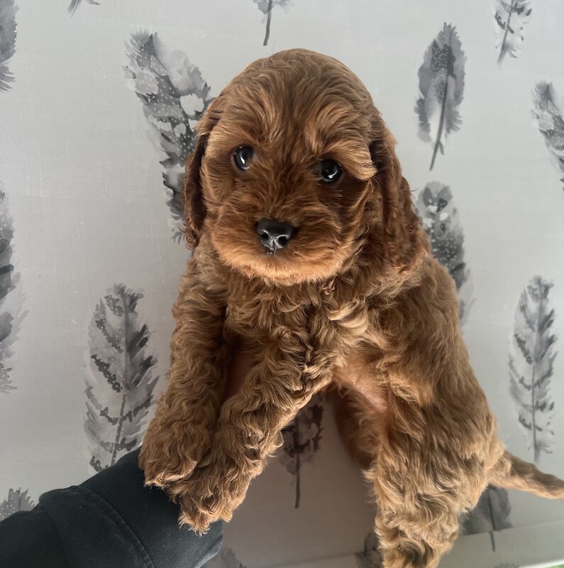 Cockapoo Puppies for sale