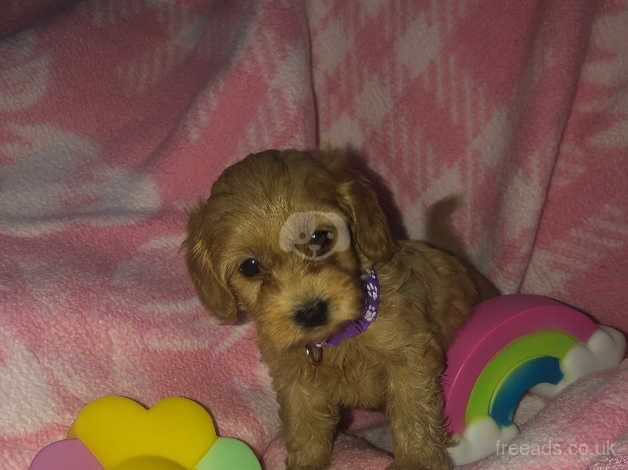 Beautiful toy cockapoo puppies for sale in Walsall, West Midlands