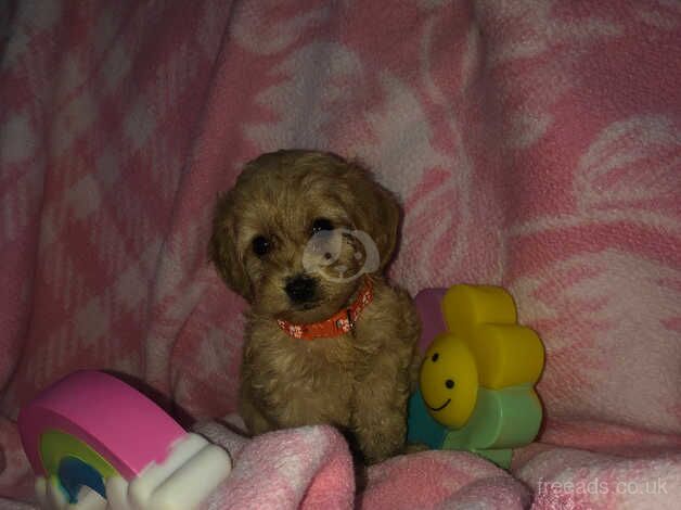 Beautiful toy cockapoo puppies for sale in Walsall, West Midlands - Image 2