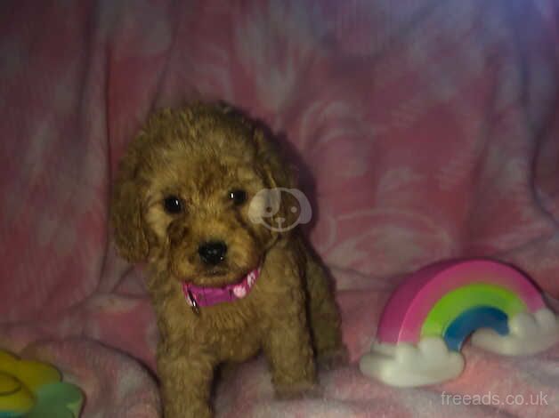 Beautiful toy cockapoo puppies for sale in Walsall, West Midlands - Image 3