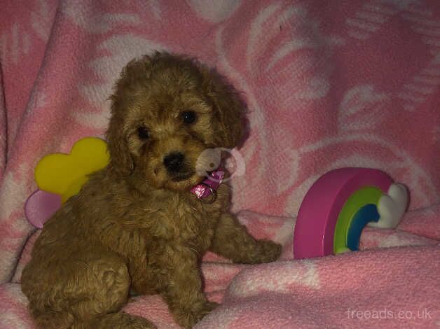 Beautiful toy cockapoo puppies for sale in Walsall, West Midlands - Image 4