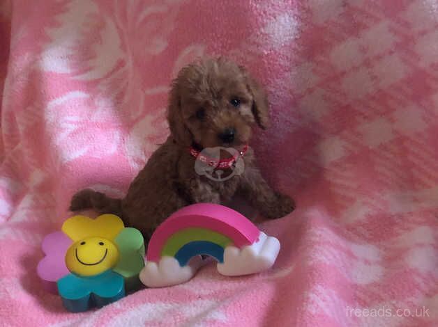 Beautiful toy cockapoo puppies for sale in Walsall, West Midlands - Image 5