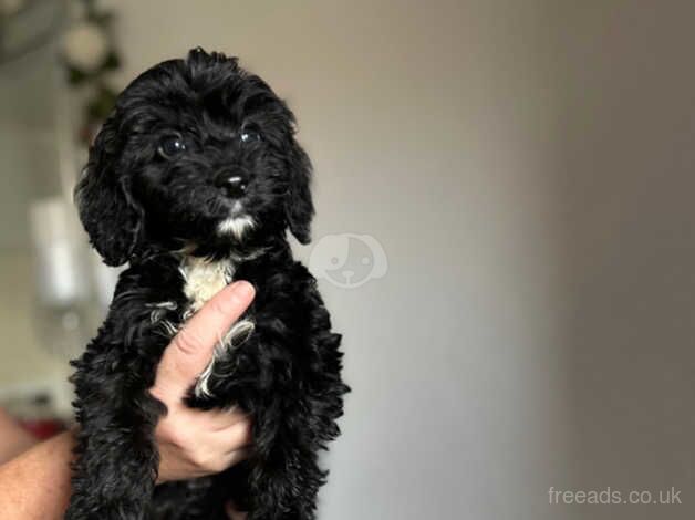 Beautiful toy f1 cockapoo puppies for sale in Brighton, East Sussex