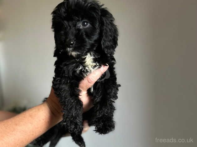 Beautiful toy f1 cockapoo puppies for sale in Brighton, East Sussex - Image 2