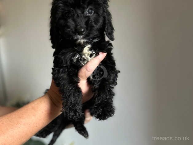 Beautiful toy f1 cockapoo puppies for sale in Brighton, East Sussex - Image 3