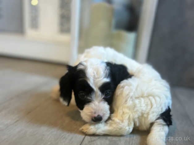 Cockapoo Puppies for sale