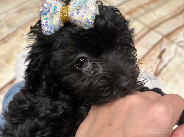 Beautiful Toy size Cockapoo (miniature) ready to go for sale in Brent, Cornwall - Image 1