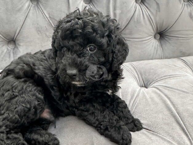 Beautiful Toy size Cockapoo (miniature) ready to go for sale in Brent, Cornwall - Image 2