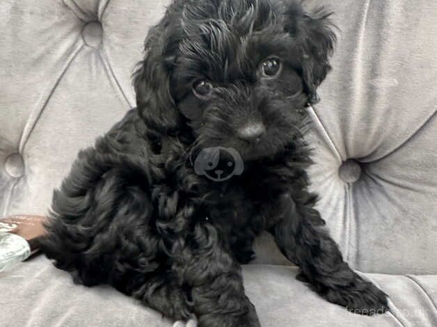 Beautiful Toy size Cockapoo (miniature) ready to go for sale in Brent, Cornwall - Image 3