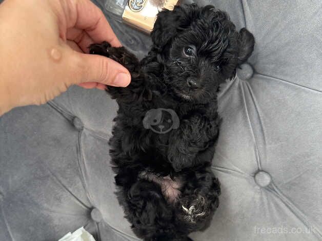 Beautiful Toy size Cockapoo (miniature) ready to go for sale in Brent, Cornwall - Image 4