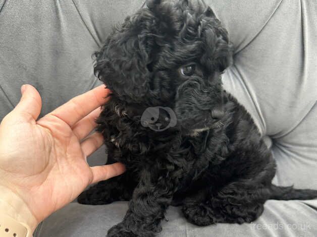 Beautiful Toy size Cockapoo (miniature) ready to go for sale in Brent, Cornwall - Image 5