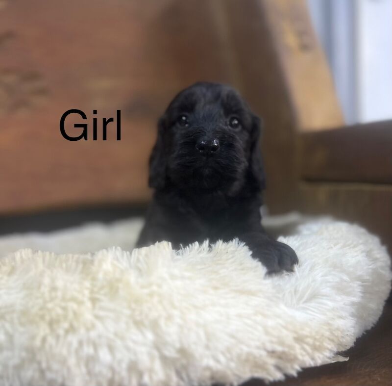 Because black Cockapoo puppies for sale in Upwell, Norfolk - Image 1