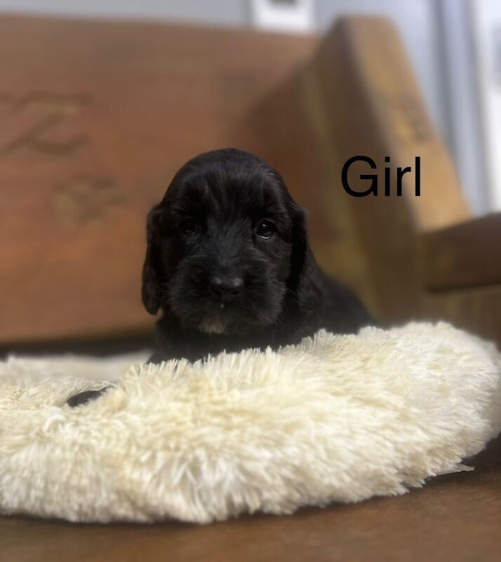 Because black Cockapoo puppies for sale in Upwell, Norfolk - Image 2