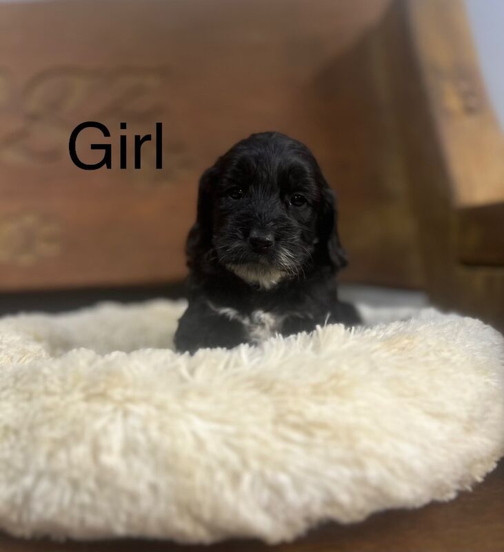 Because black Cockapoo puppies for sale in Upwell, Norfolk - Image 3