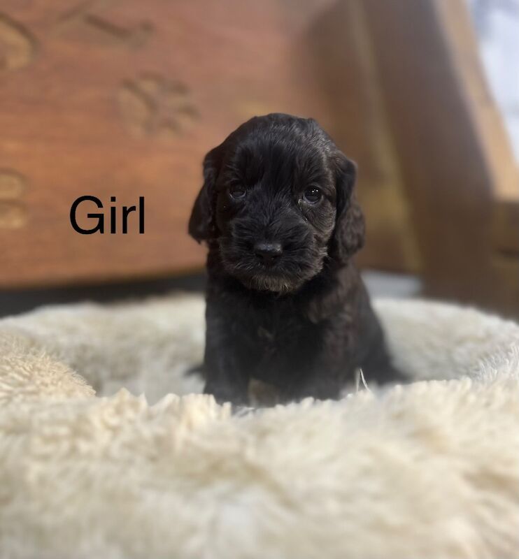 Because black Cockapoo puppies for sale in Upwell, Norfolk - Image 4