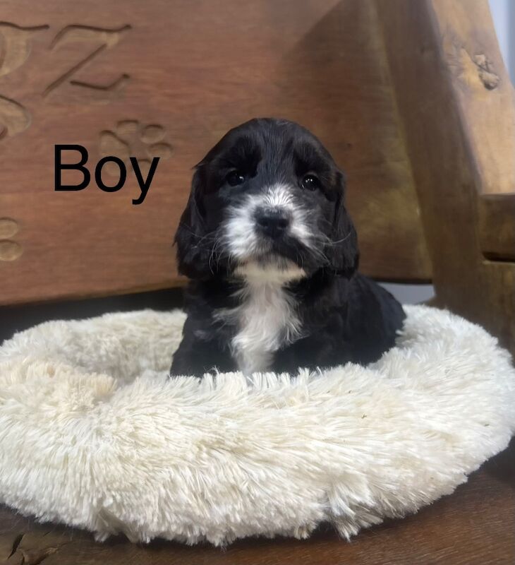 Because black Cockapoo puppies for sale in Upwell, Norfolk - Image 5