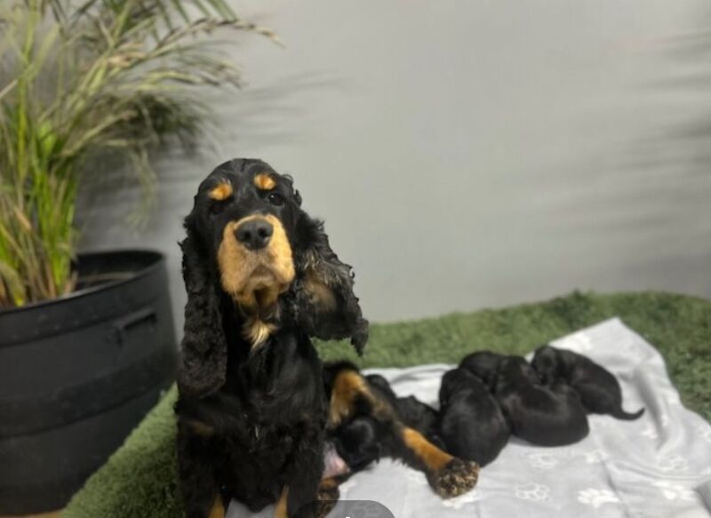 Because black Cockapoo puppies for sale in Upwell, Norfolk - Image 6