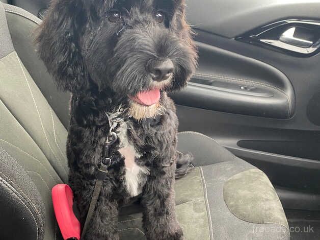 Black cockapoo for sale in Bristol, Bristol - Image 1