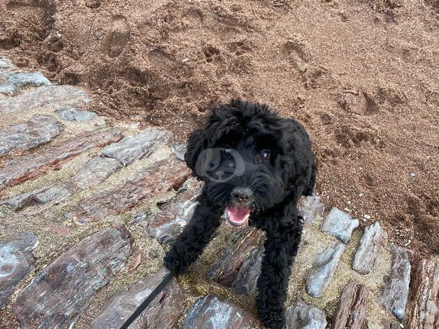 Black cockapoo for sale in Bristol, Bristol - Image 2