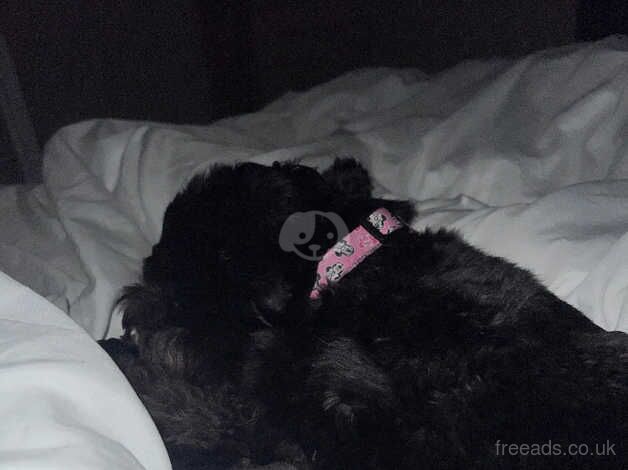 Black cockapoo for sale in Colchester, Essex