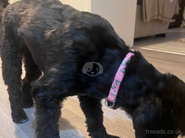 Black cockapoo for sale in Colchester, Essex - Image 2