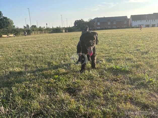 Black cockapoo for sale in Colchester, Essex - Image 3