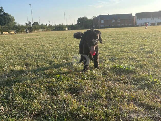 Black cockapoo for sale in Colchester, Essex - Image 4