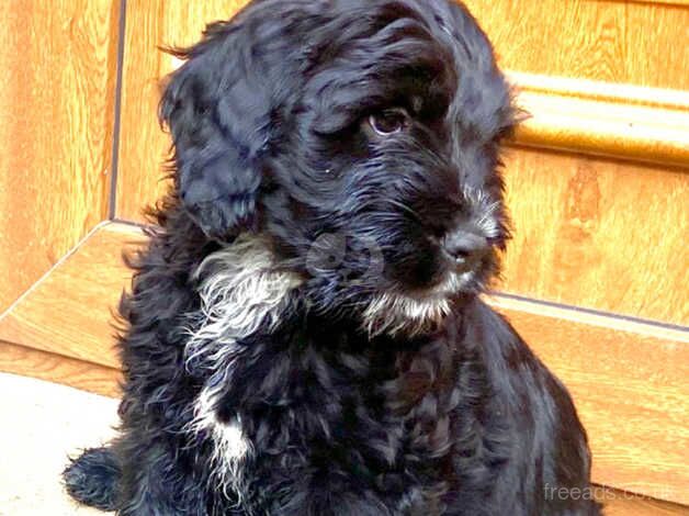 Black Cockapoo pups for sale in Omagh, Omagh - Image 1