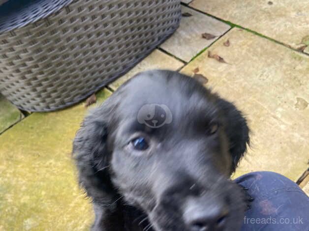 Black Cockapoo pups for sale in Omagh, Omagh - Image 2